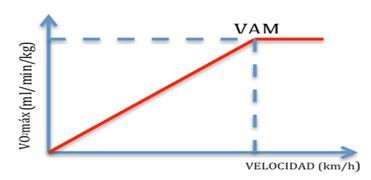 La VELOCIDAD AERÓBICA MÁXIMA (VAM) es la Velocidad mínima teórica que requiere el consumo máximo de oxígeno (Billat, 2002). Corresponde al inicio de la meseta límite del VO2 Max
