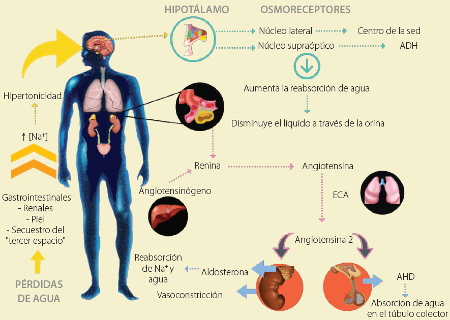 Consecuencias fisiológicas de la deshidratación