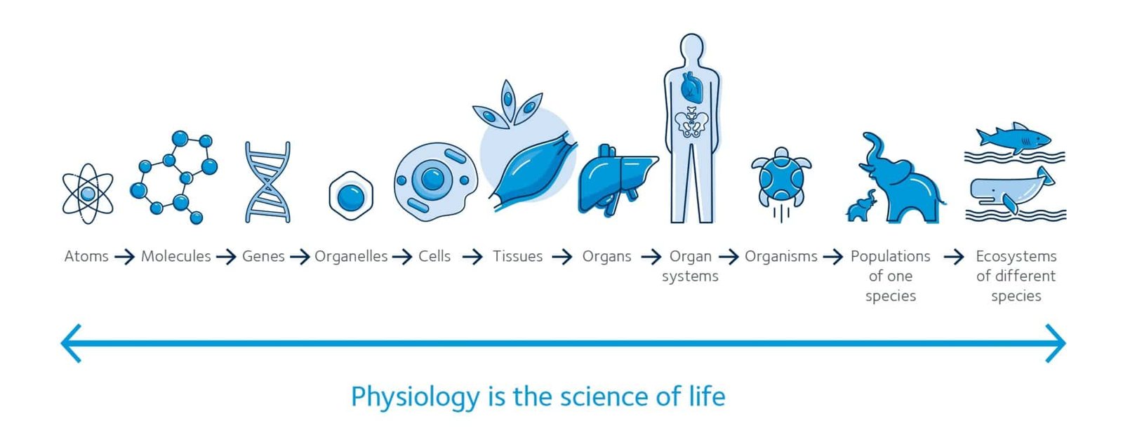 La Fisiología es la ciencia de la vida