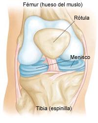 Menisco de la rodilla