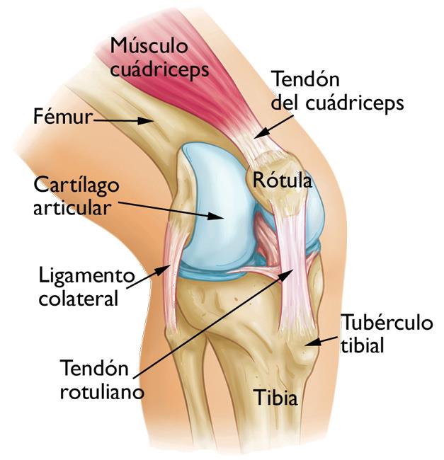 Anatomía de la Rodilla.