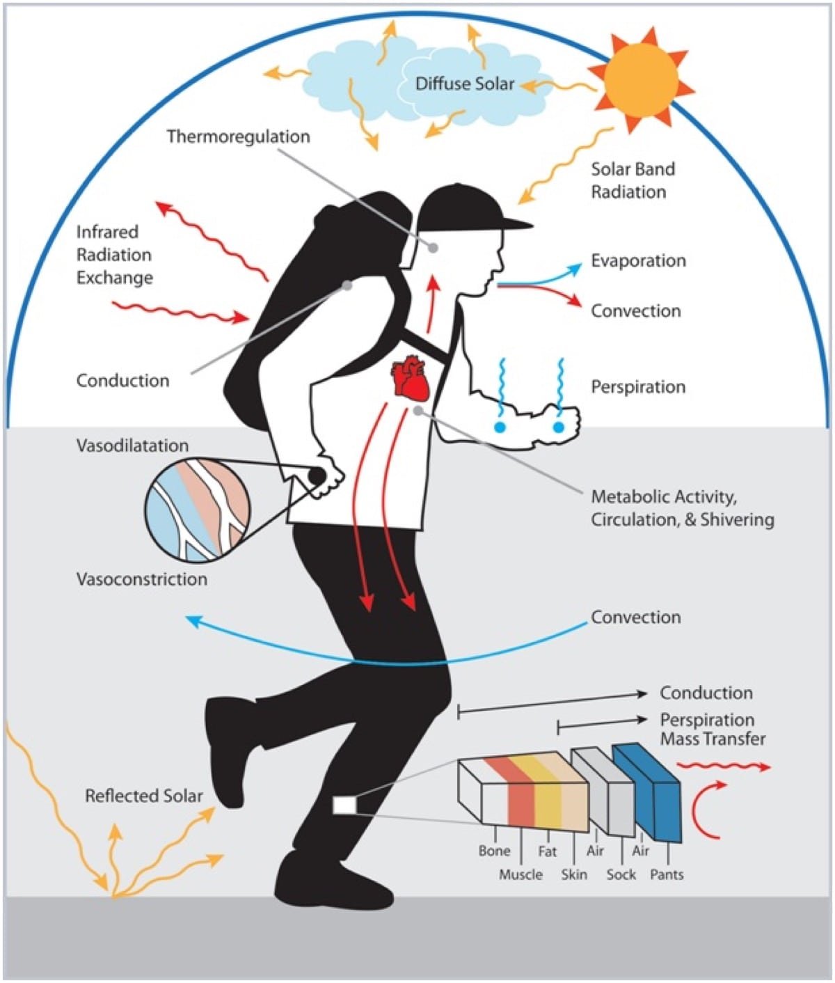 La física de la termorregulación y la transferencia de calor. Imagen cortesía de https://www.earthslab.com/physiology/thermoregulation-human-body/