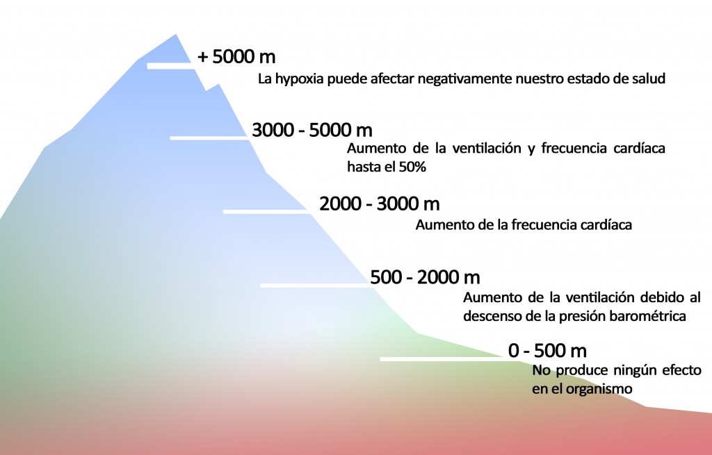 Impacto Fisiológico de la Altitud