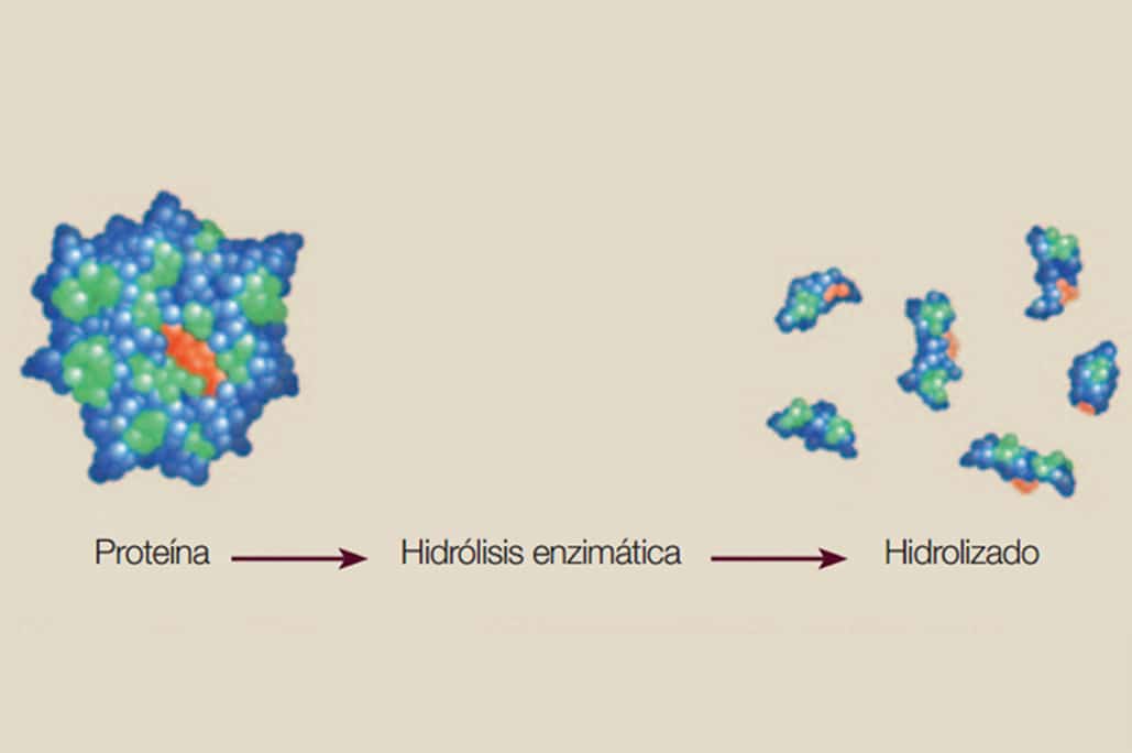 Proceso de Hidrólisis enzimática.